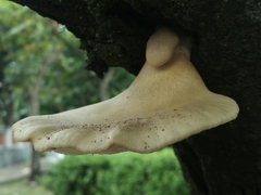 Pleurotus