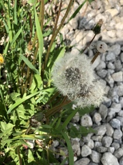 Taraxacum officinale