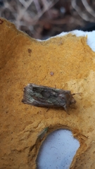 Diachrysia chrysitis