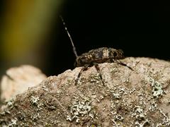 Leiopus linnei