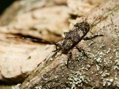 Leiopus linnei