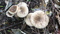 Amanita australis