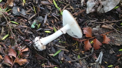 Amanita australis