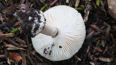 Amanita australis