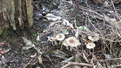 Amanita australis