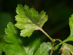 Podosphaera clandestina