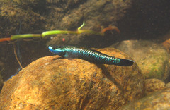 Stiphodon atropurpureus