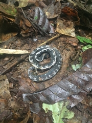 Asthenodipsas malaccanus