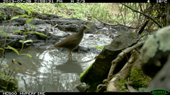 Amaurornis moluccana