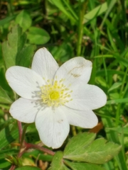 Anemonoides trifolia