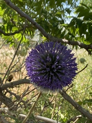 Echinops adenocaulos