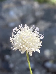 Cephalaria joppensis