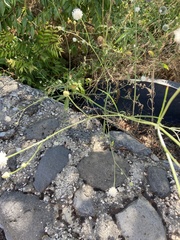 Cephalaria joppensis