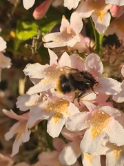 Bombus