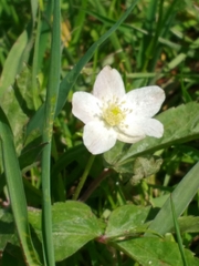 Anemonoides trifolia