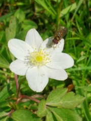 Anemonoides trifolia