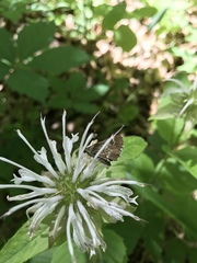 Amblyscirtes aesculapius