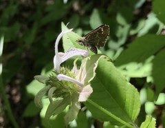 Amblyscirtes aesculapius