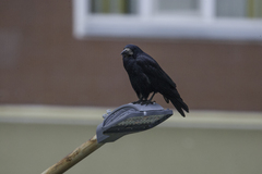 Corvus frugilegus