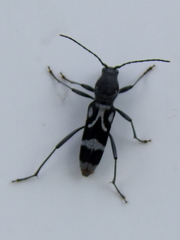 Chlorophorus figuratus