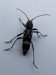 Chlorophorus figuratus