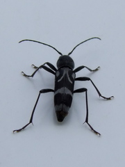 Chlorophorus figuratus