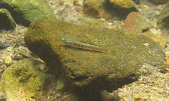 Gold Neon Goby photo 3