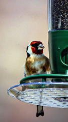 Carduelis carduelis