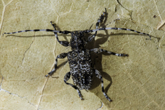 Aegomorphus clavipes