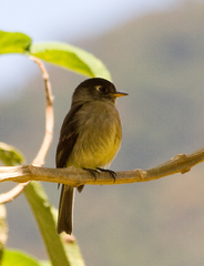 Black-Capped Flycatcher photo 2