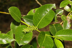 Salix × meyeriana