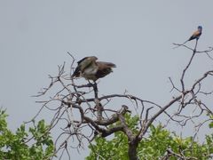 Circaetus beaudouini