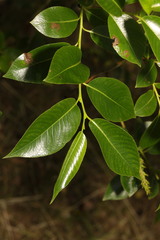 Salix × meyeriana