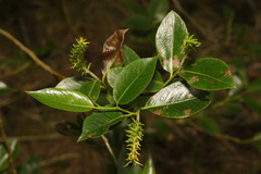 Salix × meyeriana