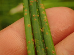 Puccinia austrina