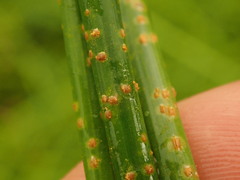 Puccinia austrina
