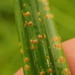 Puccinia austrina - Photo (c) Marley Ford, some rights reserved (CC BY-NC-SA), uploaded by Marley Ford