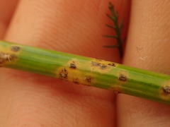 Puccinia austrina