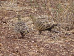 Pterocles quadricinctus