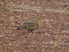 Pterocles quadricinctus