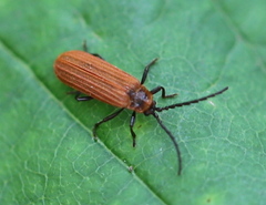 Lopheros rubens