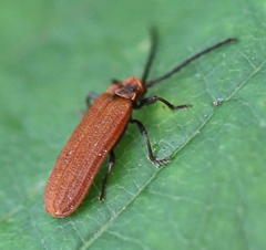 Lopheros rubens