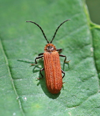 Lopheros rubens