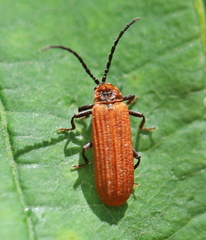 Lopheros rubens
