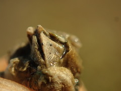 Collemopsidium sublitorale