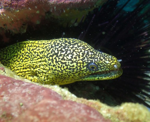Abbott's moray