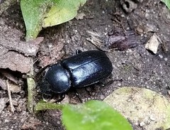 Platycerus