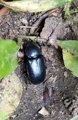 Platycerus