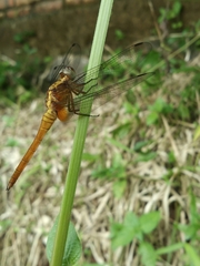 Orthetrum testaceum