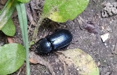 Platycerus